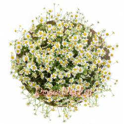 Любовь и верность