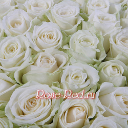 Прекрасная вселенная 101 белая роза